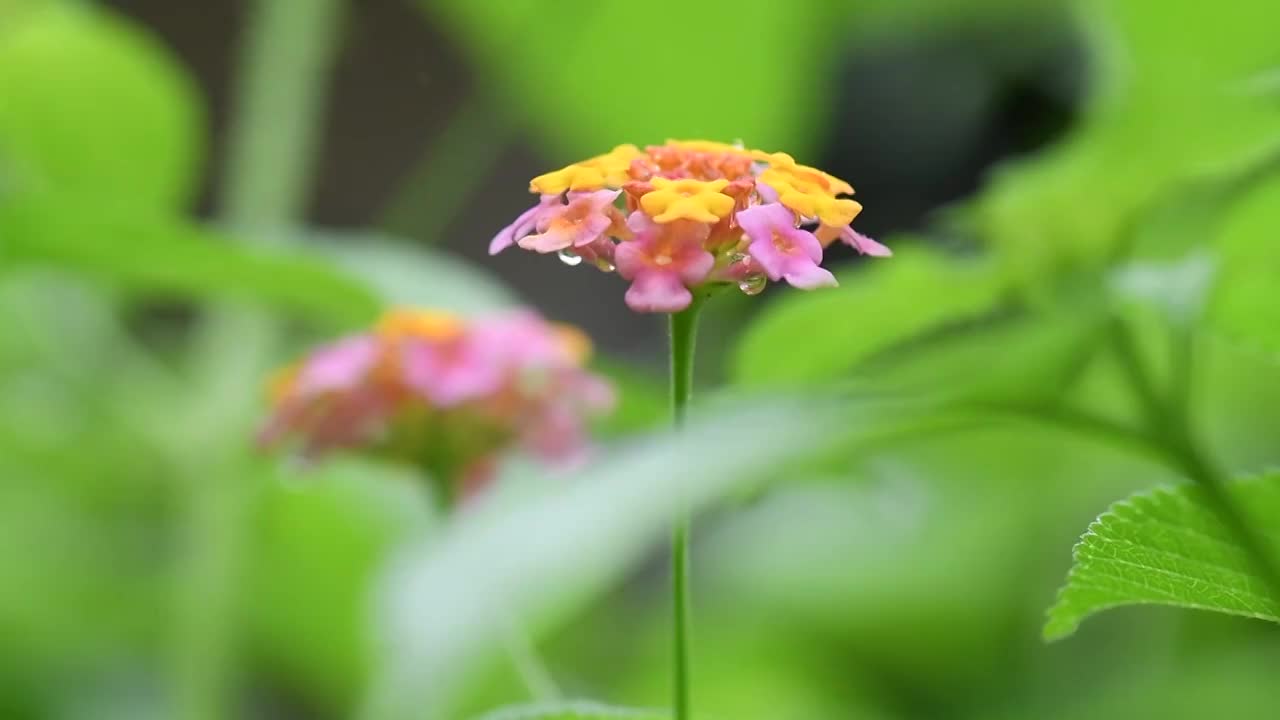 五彩花朵特写视频素材