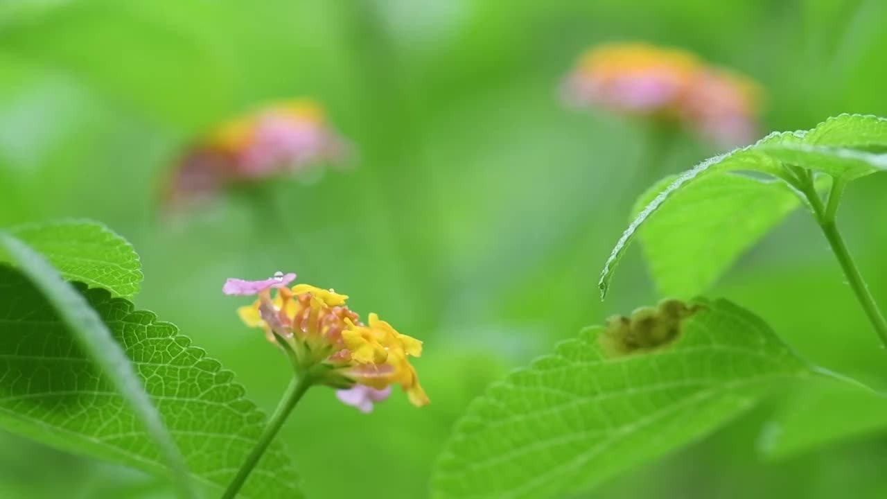 五彩花朵特写视频素材