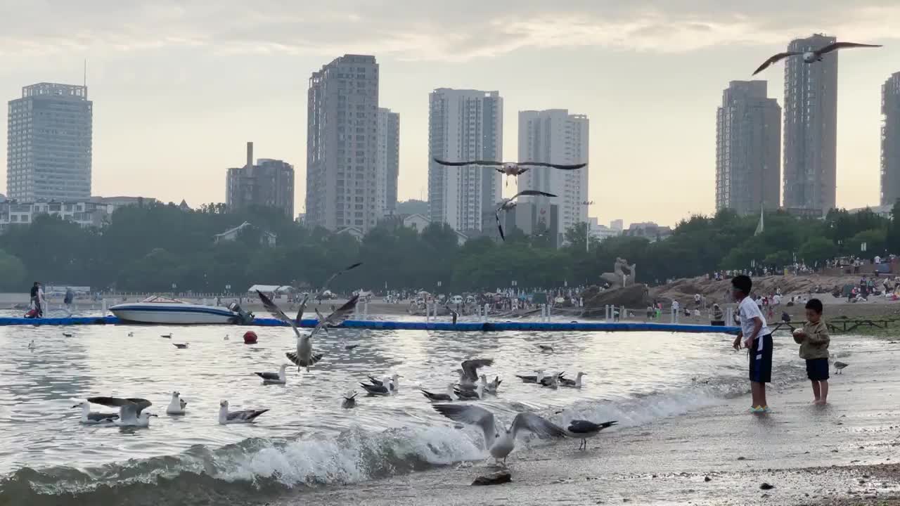 傍晚时分星海公园海面上的海鸥和喂食的孩子视频素材