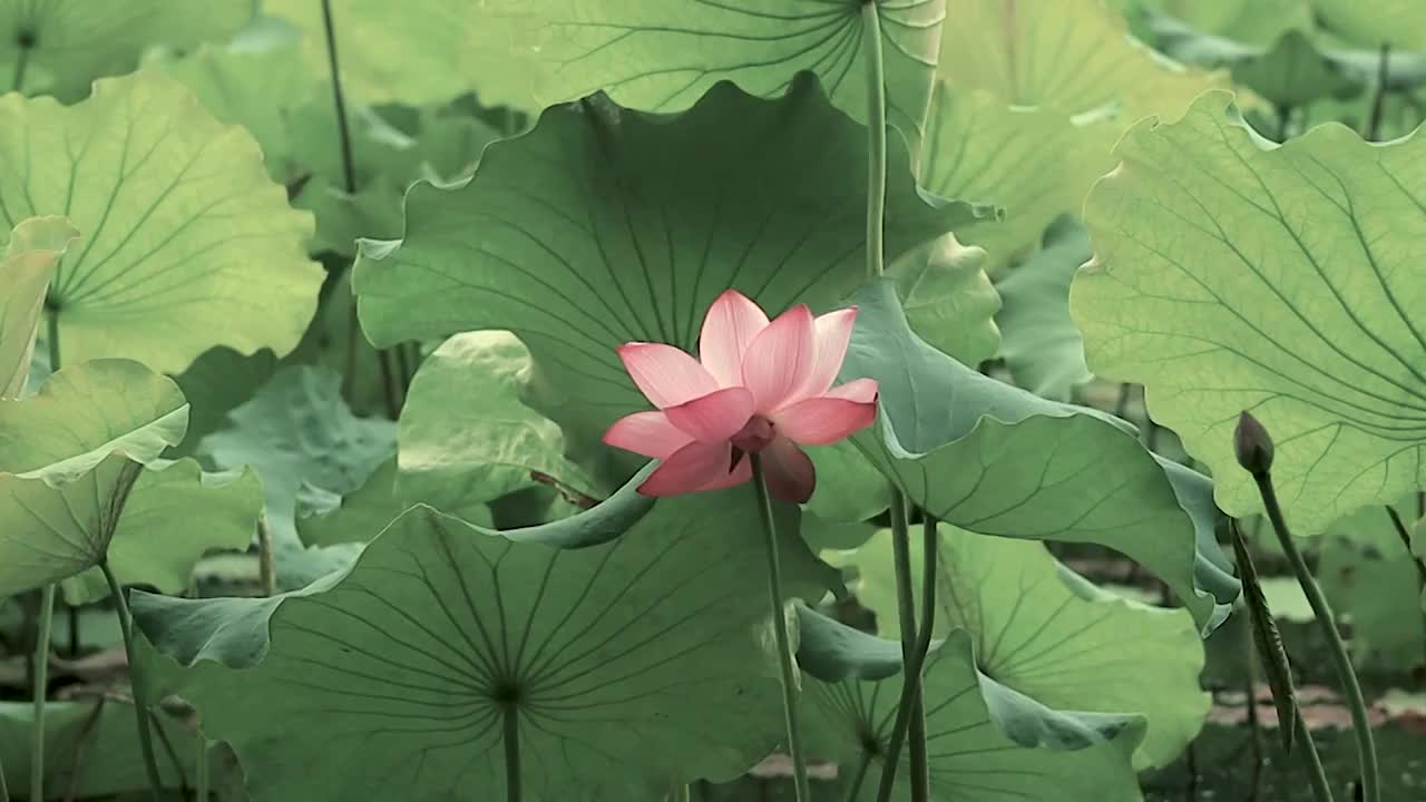 风中摇曳的荷花与荷叶诗意古风感视频素材