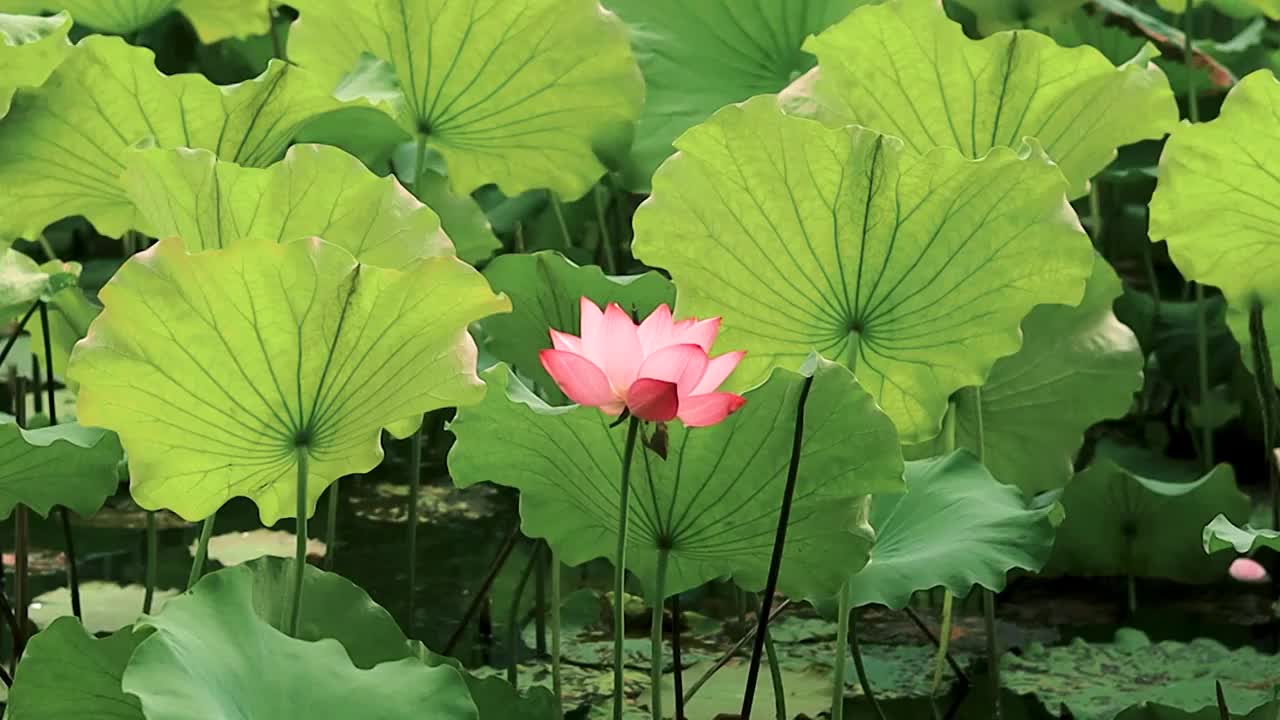 荷花与荷叶随风舞动，蜻蜓从中飞过视频素材