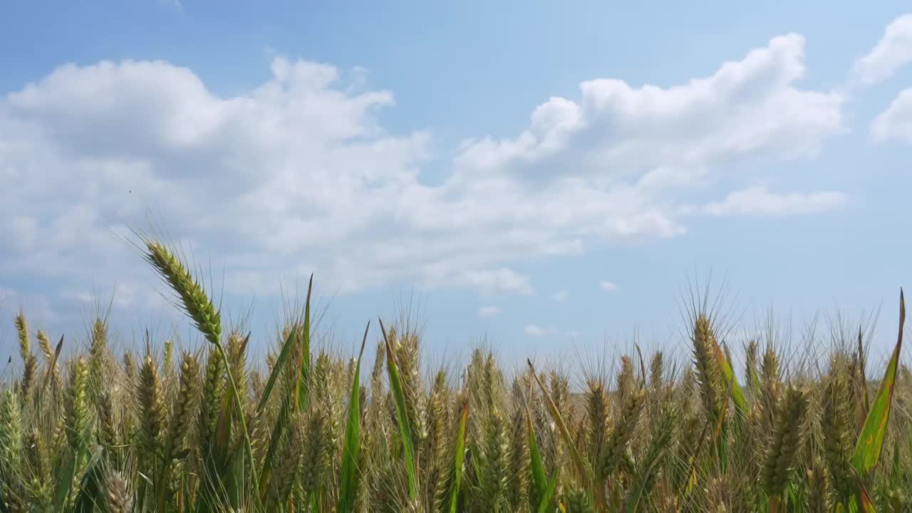 下麦麦穗粮食小满芒种农业视频素材