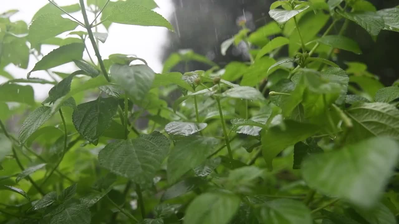 雨中植物绿叶雨滴视频素材