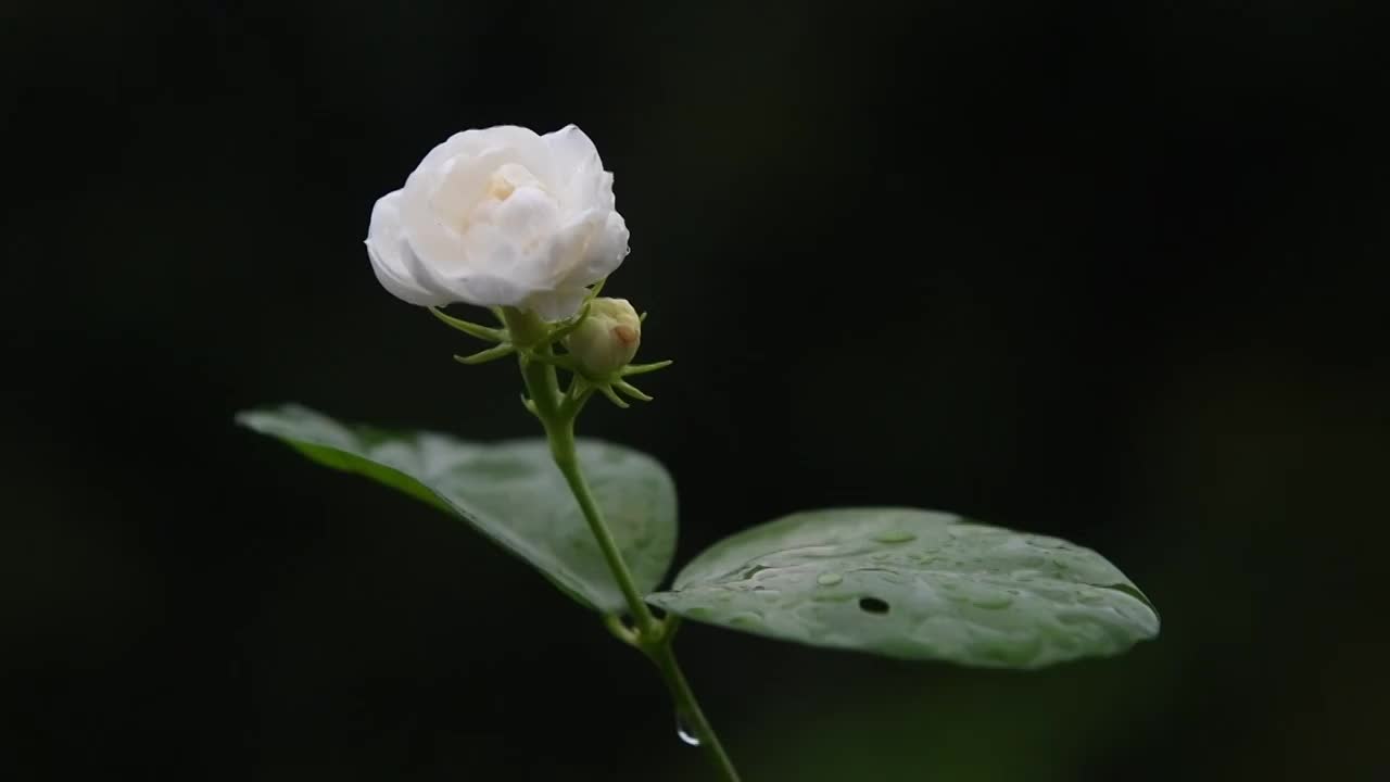 雨滴茉莉花视频素材