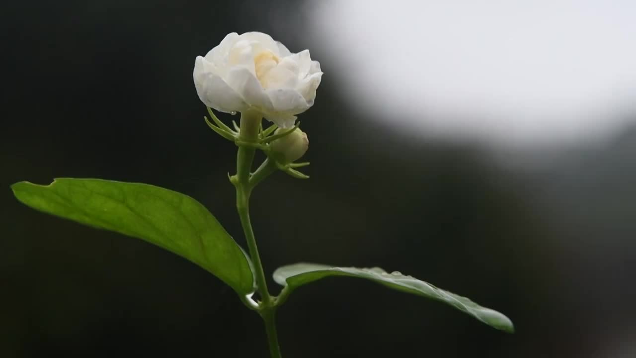 雨滴茉莉花视频素材