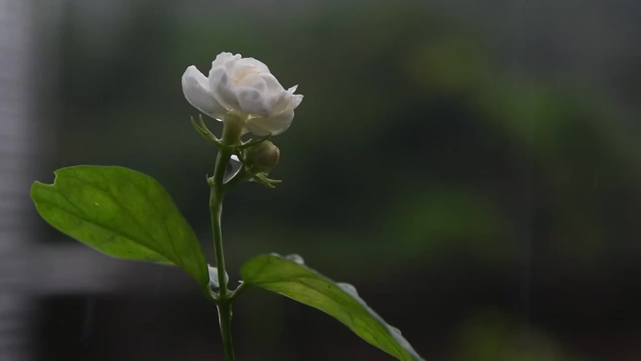 雨滴茉莉花视频素材