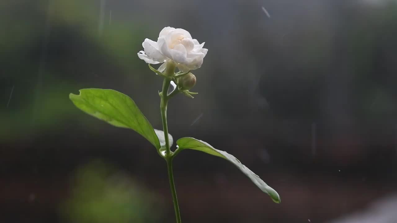 雨滴茉莉花视频素材