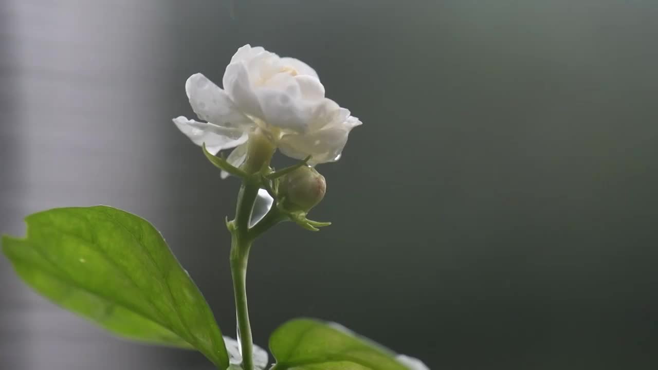 雨滴茉莉花视频素材