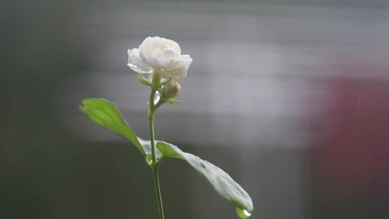 雨滴茉莉花视频素材