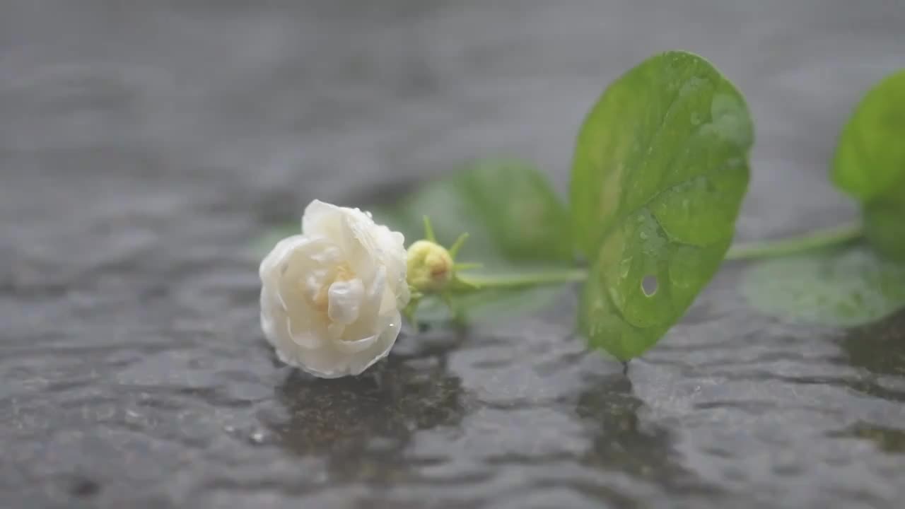 雨滴茉莉花视频素材