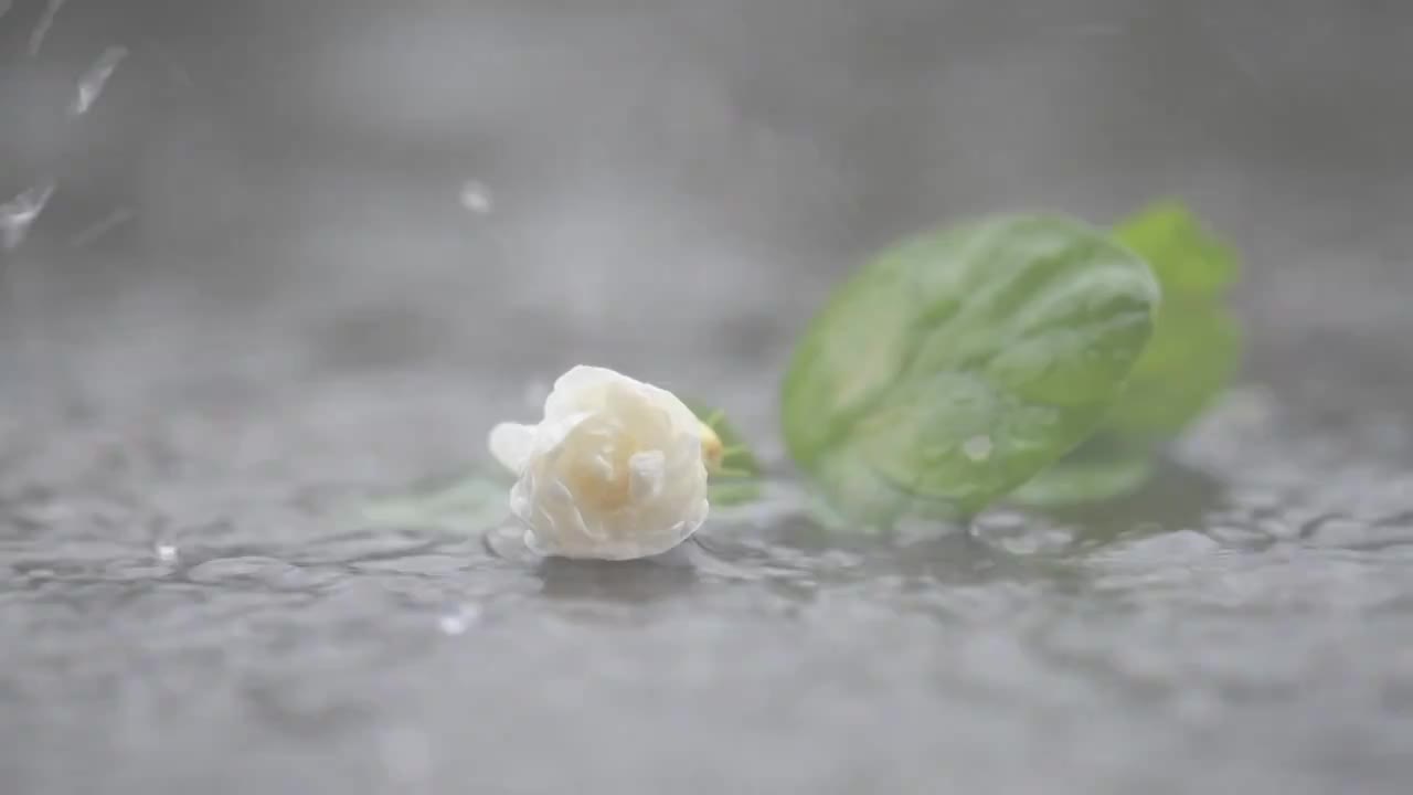 雨滴茉莉花视频素材