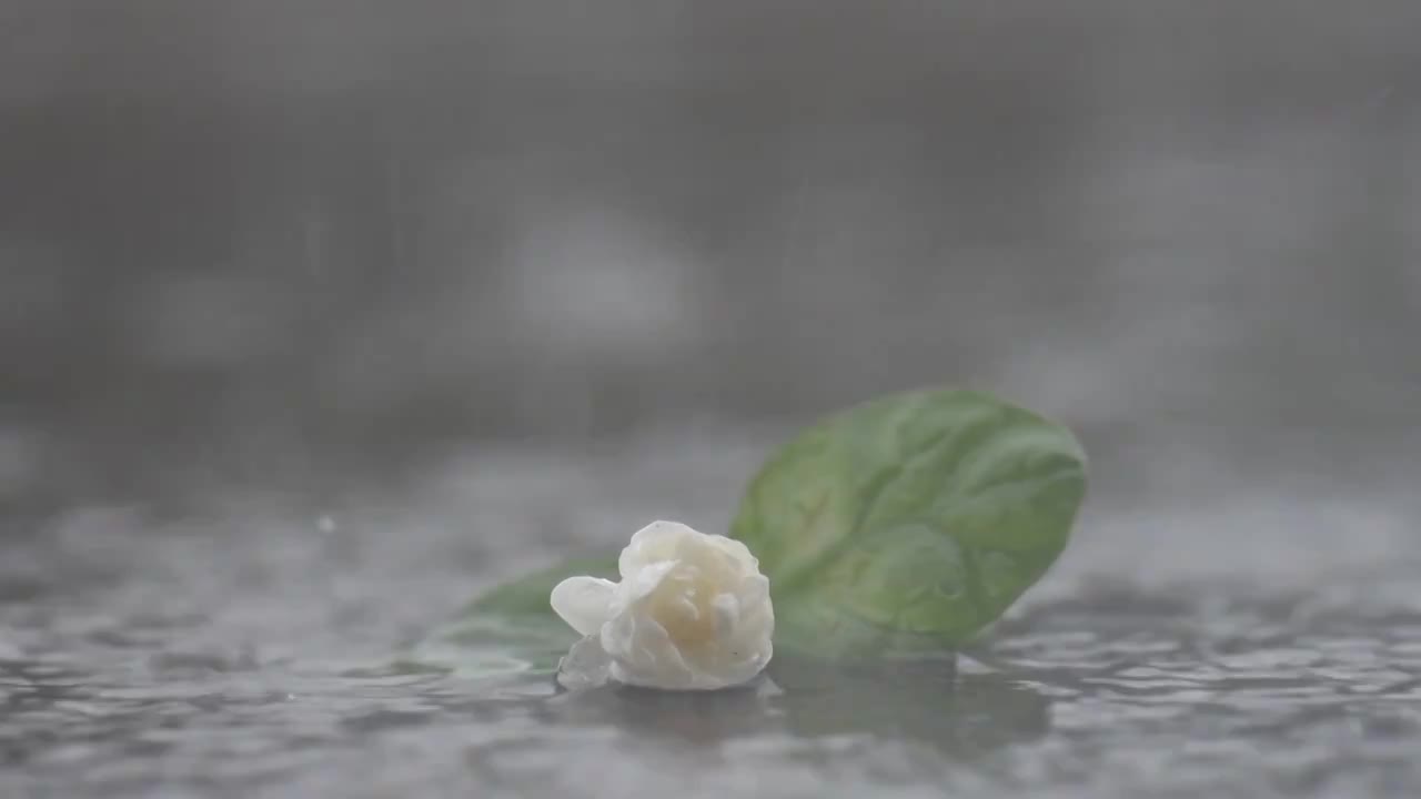 雨滴茉莉花视频素材