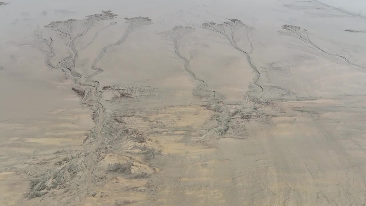 浙江嘉兴市海宁钱塘江潮汐树航拍视频素材