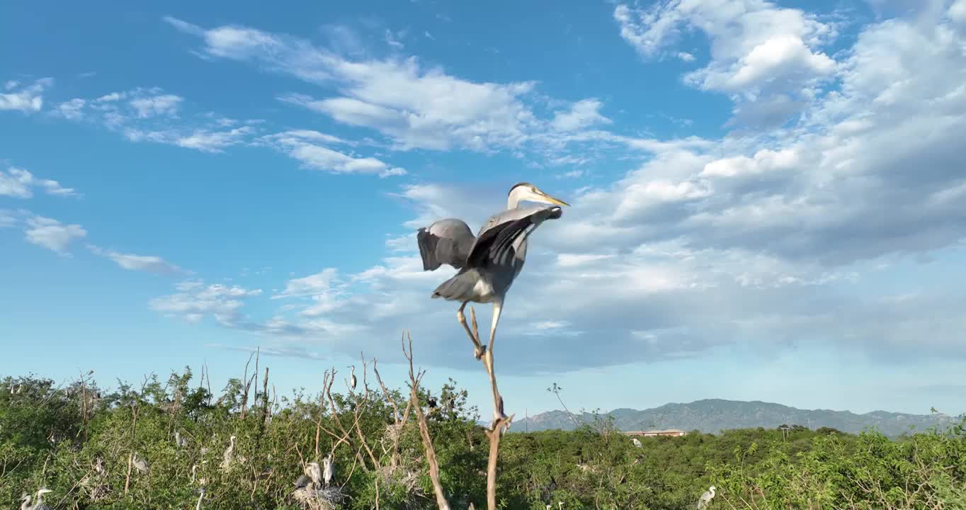 北京密云水库鸟岛夏天苍鹭航拍视频素材