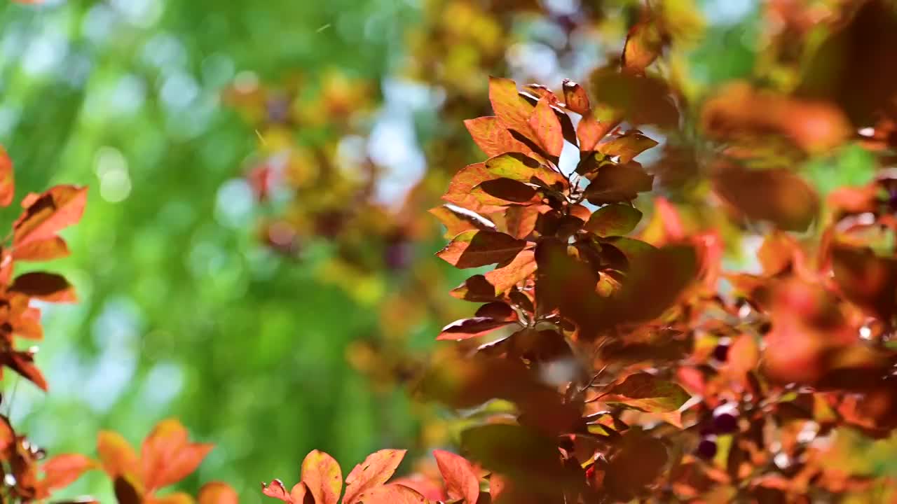 炎热的夏季刺眼的阳光逆光穿过红色树叶视频素材