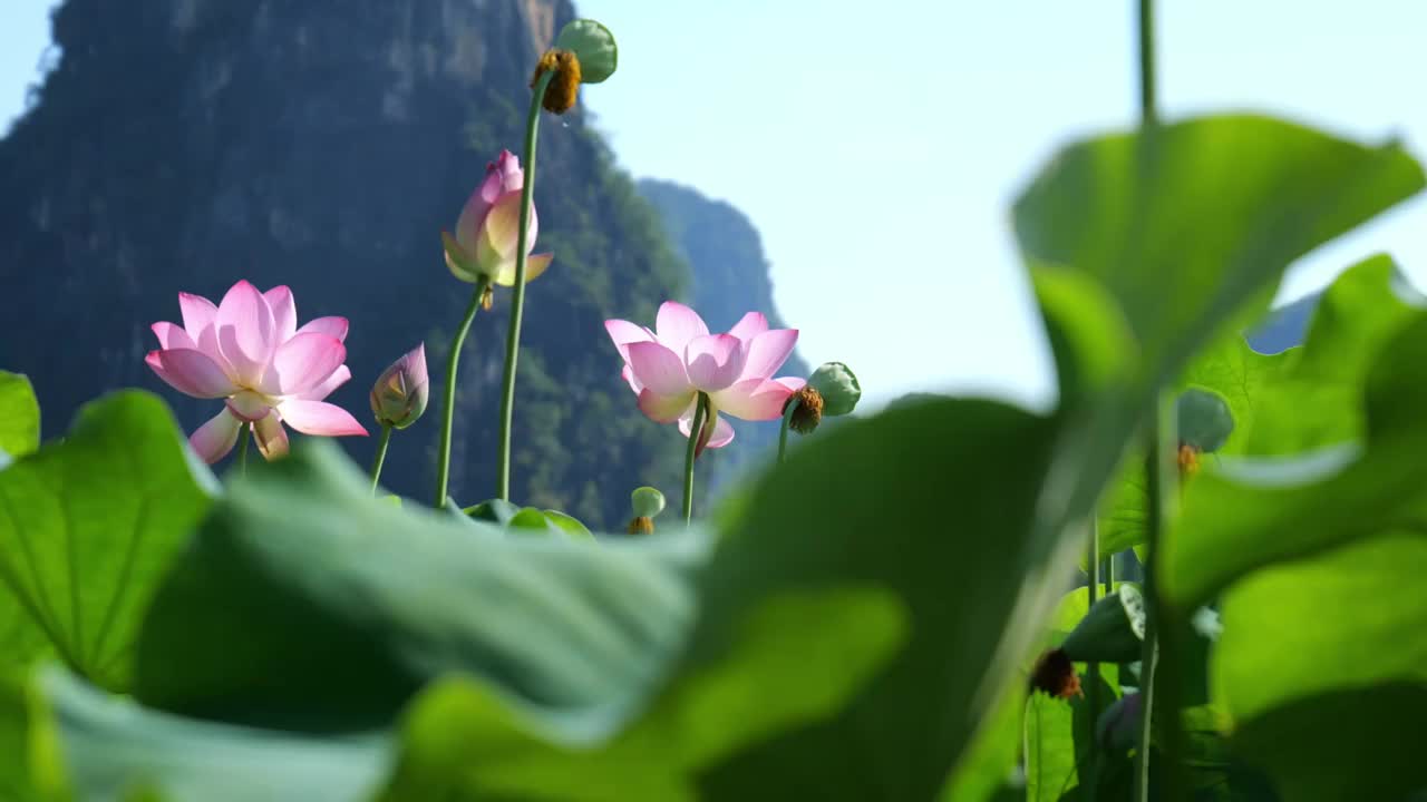 荷花田大型荷花种植美丽夏日视频素材