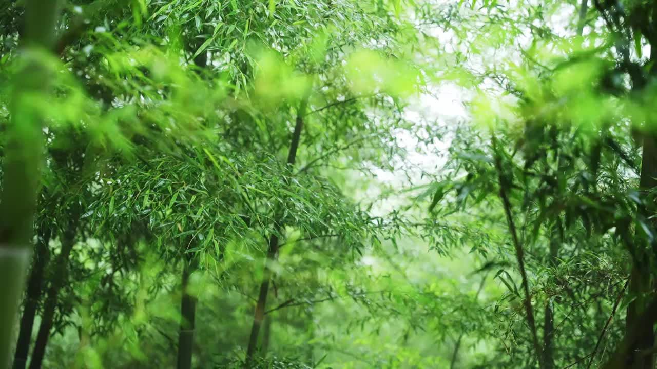 竹林竹叶禅意下雨天唯美空镜视频下载