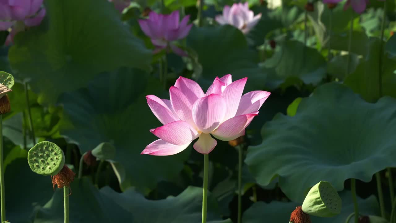 夏日荷花视频素材