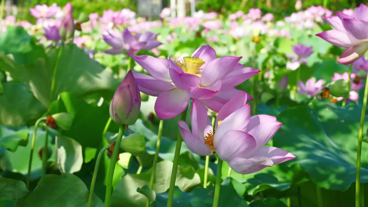 夏日荷花视频素材