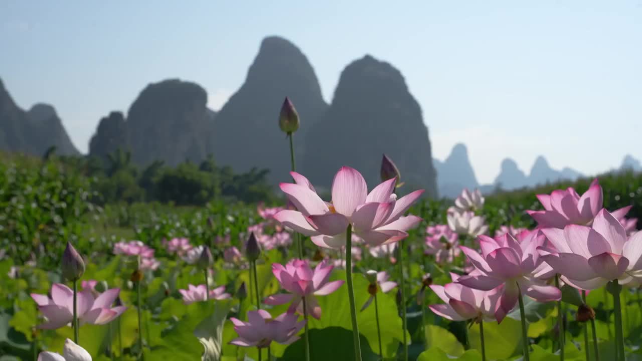 夏日荷花视频素材