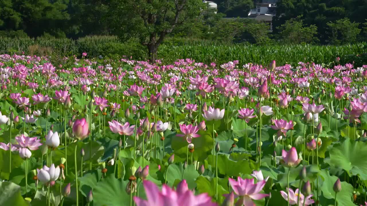 夏日荷花视频素材