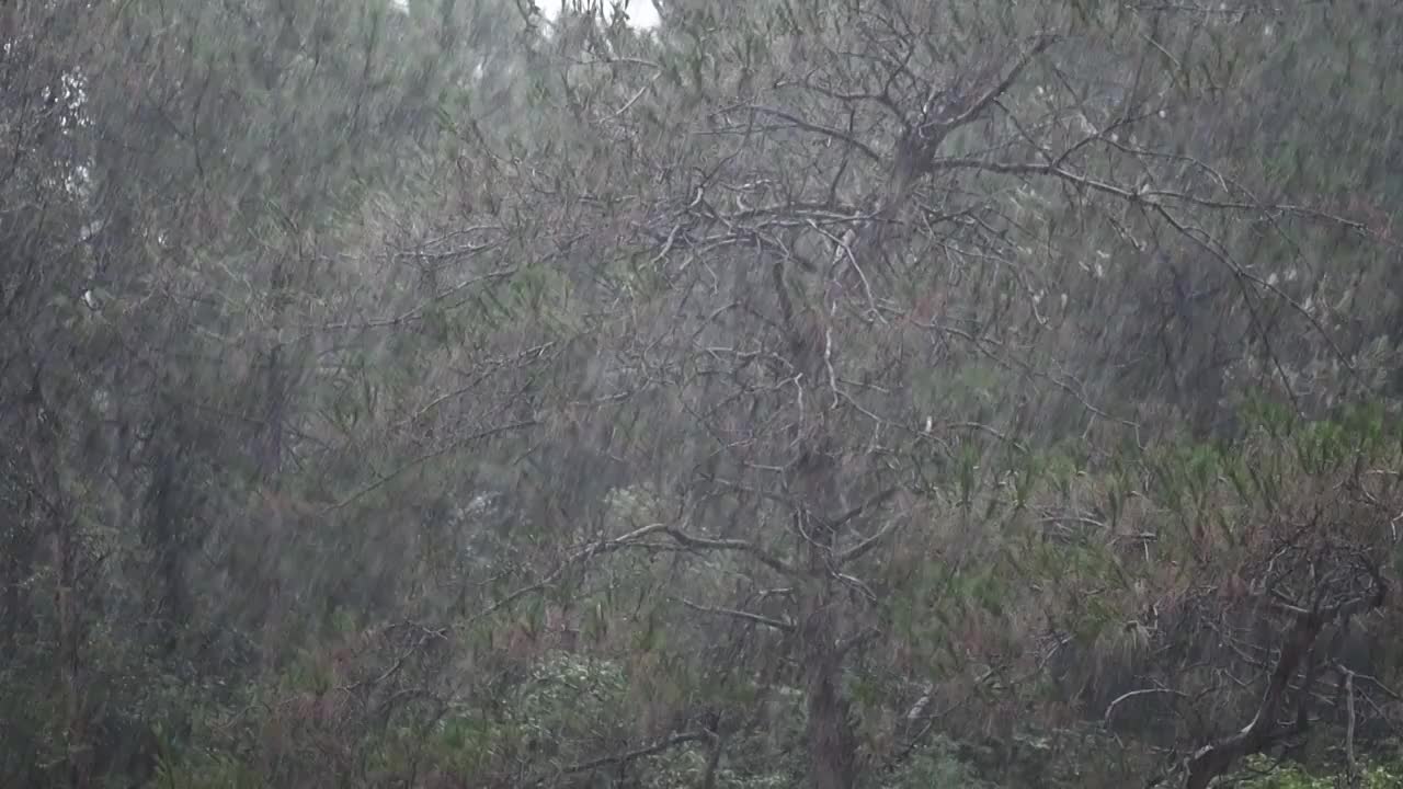 大暴雨中的松树视频素材