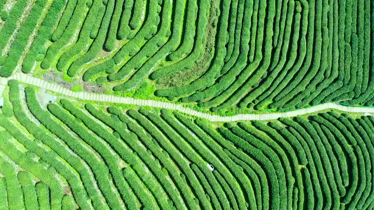 龙井茶园视频素材