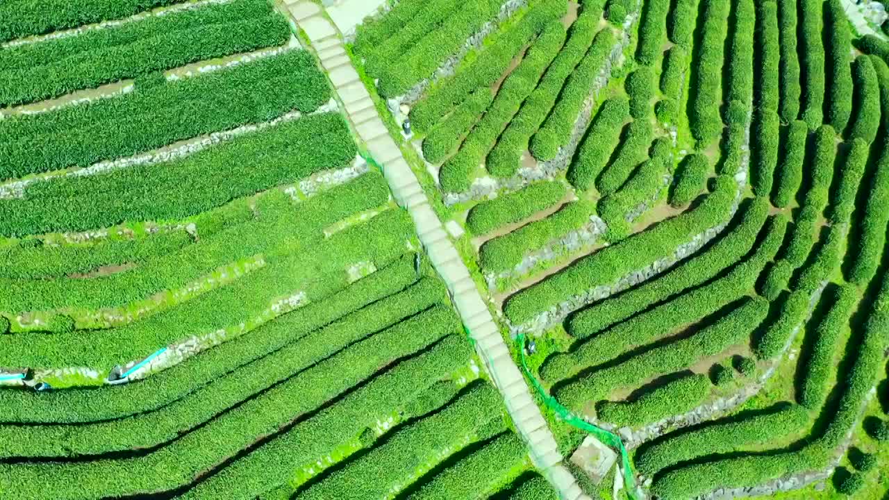 龙井茶园视频素材