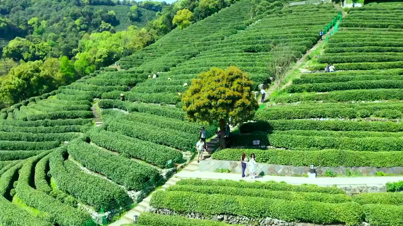 龙井茶园视频素材