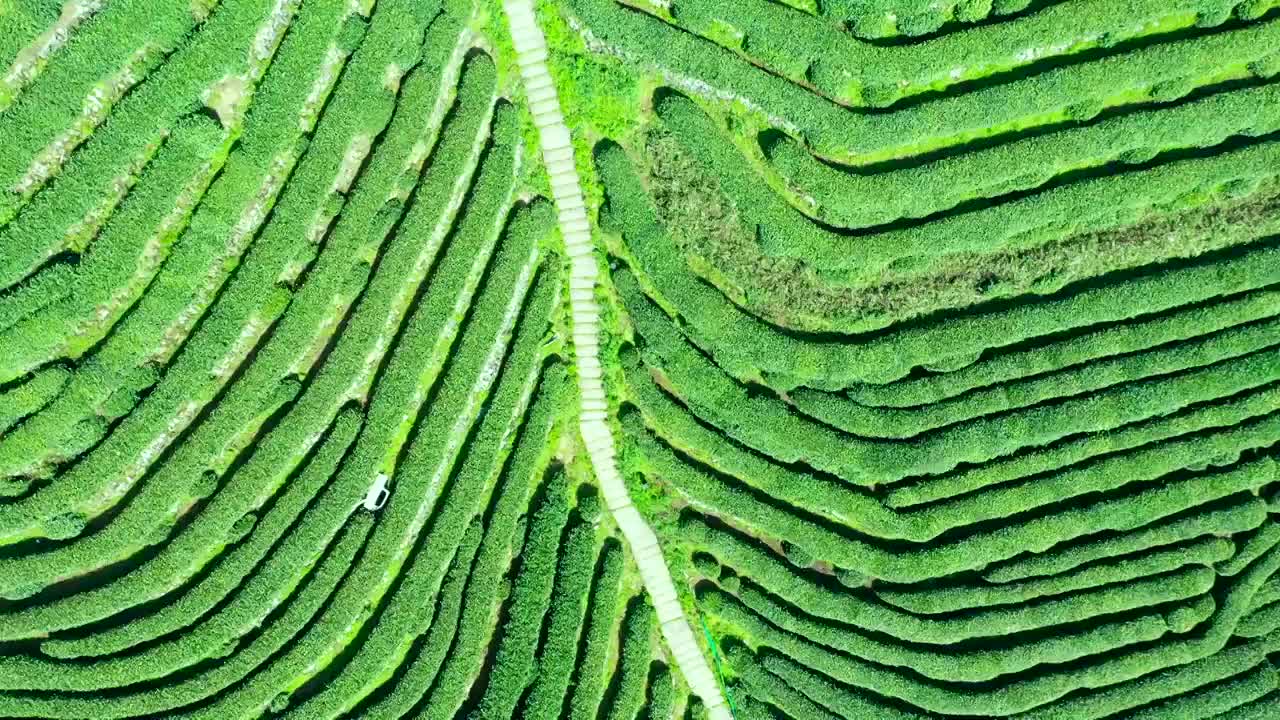 杭州西湖龙井茶园视频素材