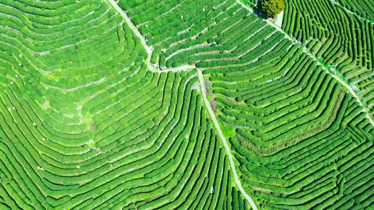 杭州西湖龙井茶园视频素材