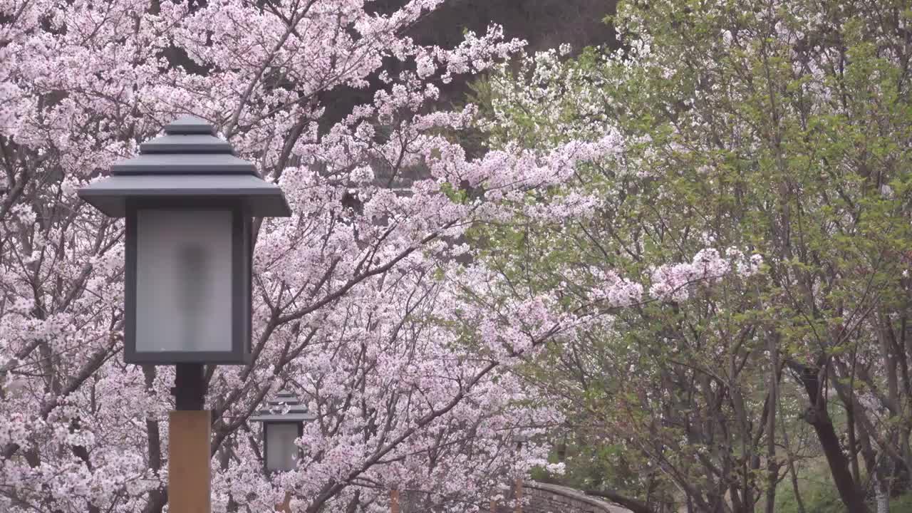 路灯旁的樱花树视频下载