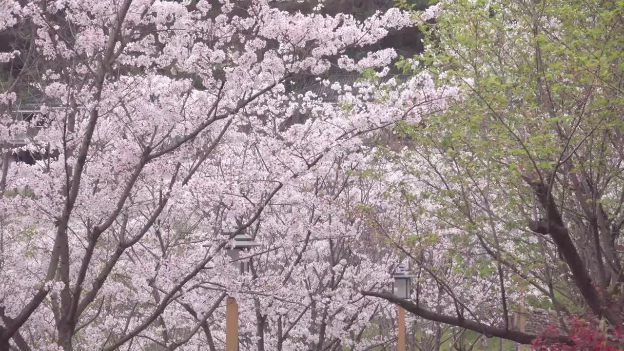 盛开的樱花树视频下载