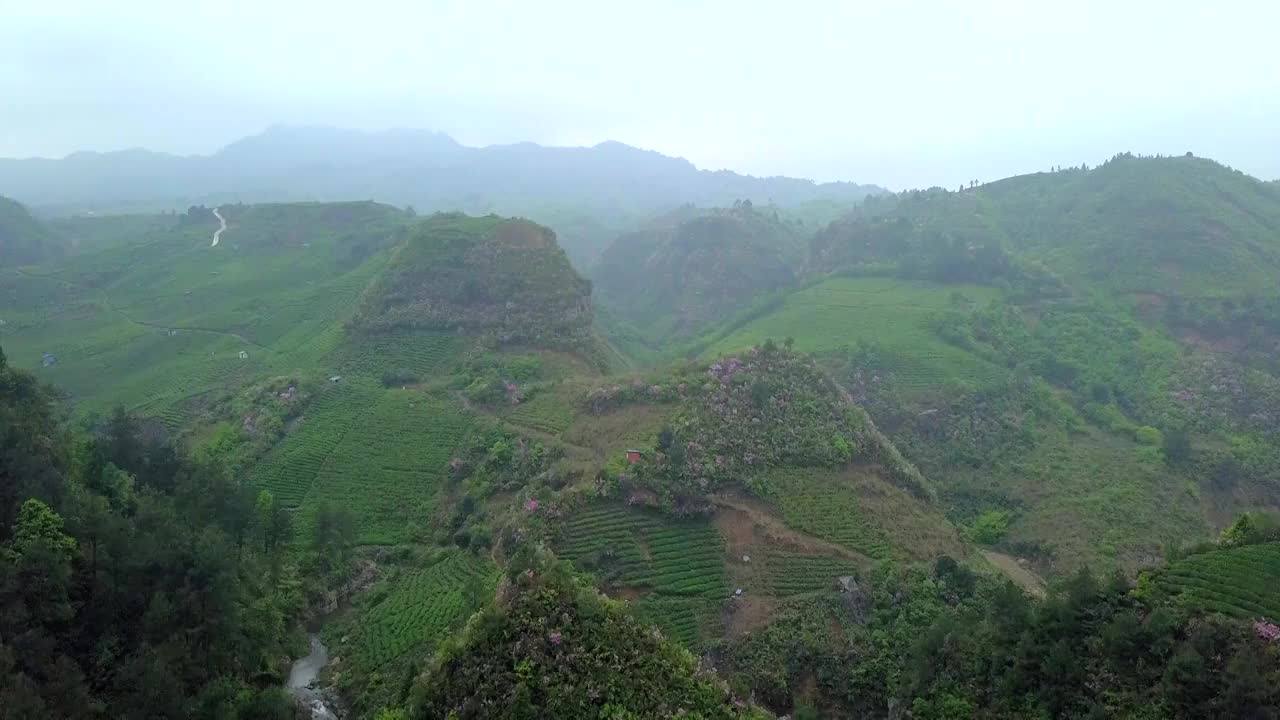 雾中的茶山航拍视频下载