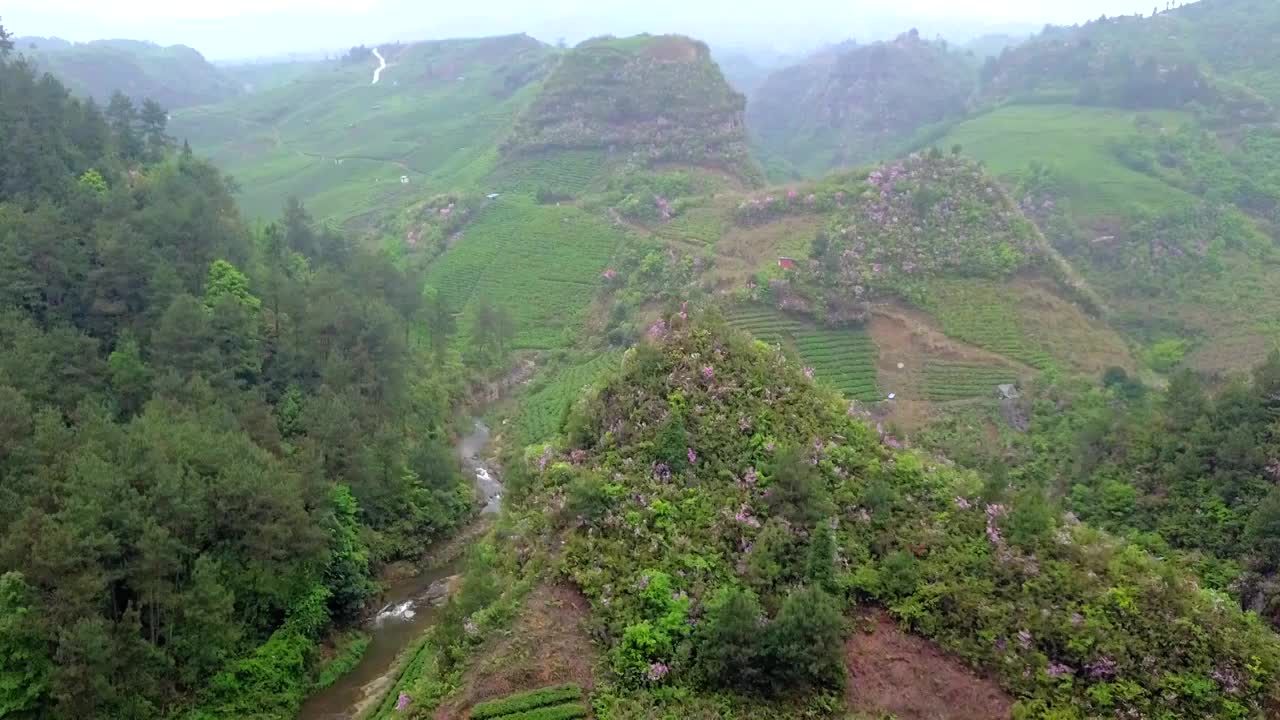 雾中的茶山航拍视频下载