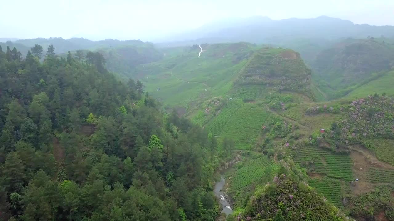 雾中的茶山航拍视频素材