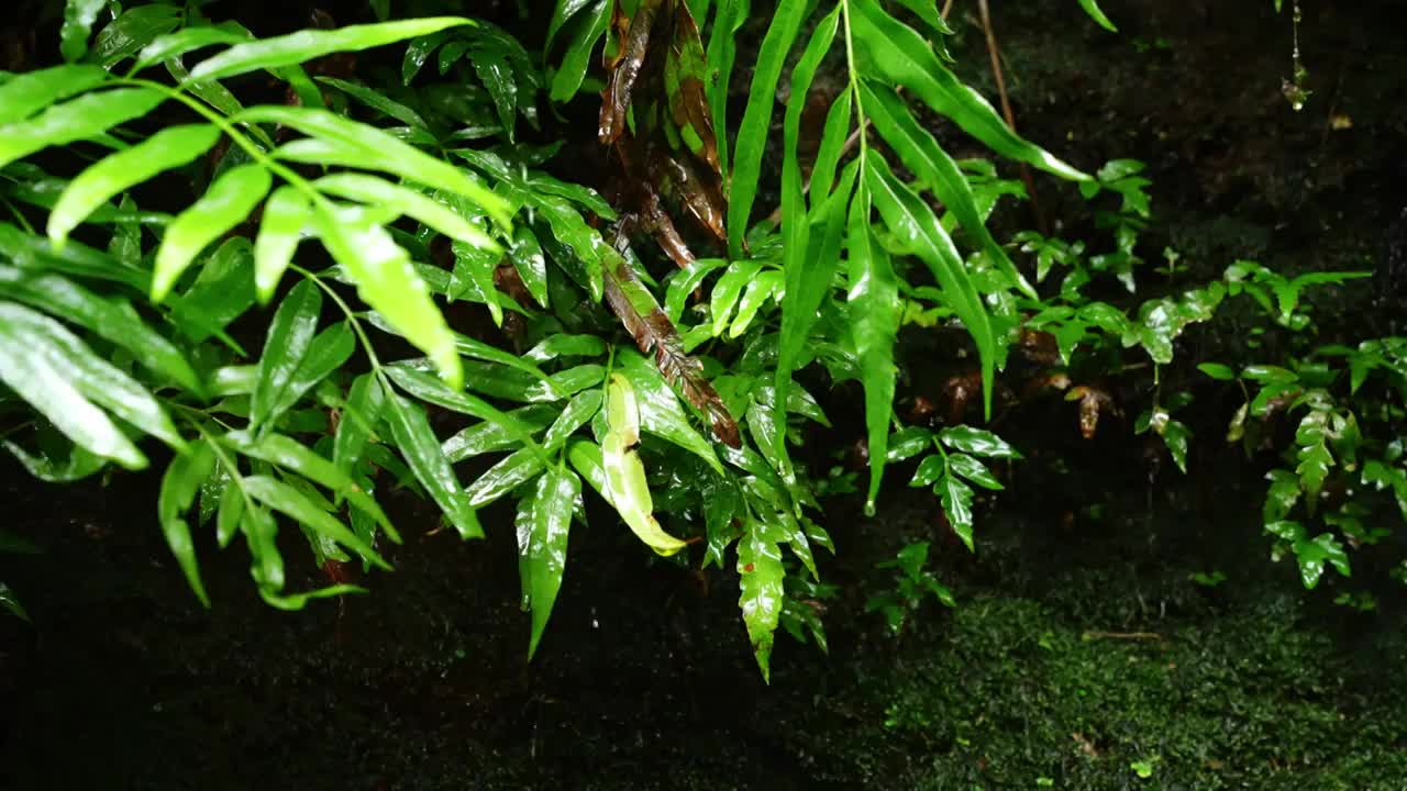 水青苔山泉水流水滴水风景森林自然大自然水视频素材