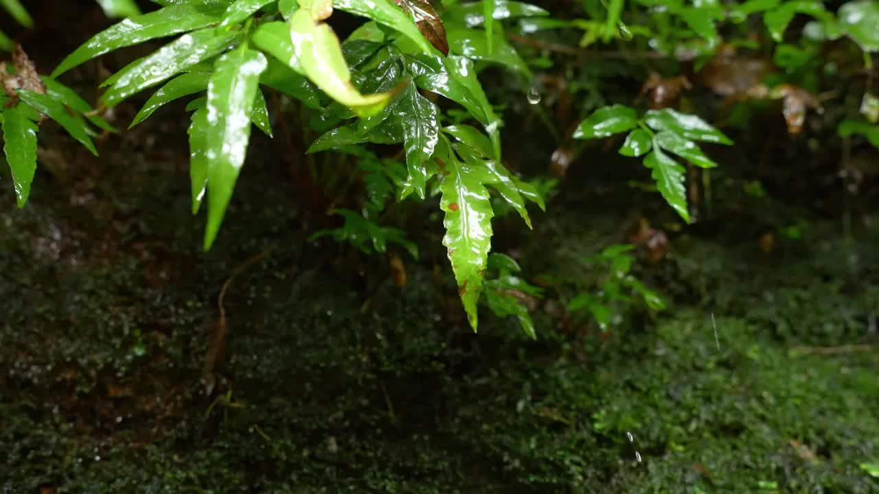 水青苔山泉水流水滴水风景森林自然大自然水视频素材