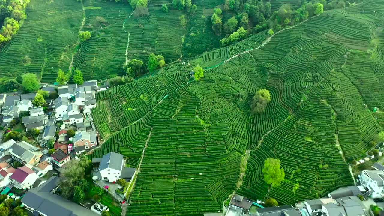 杭州西湖龙井茶园视频素材