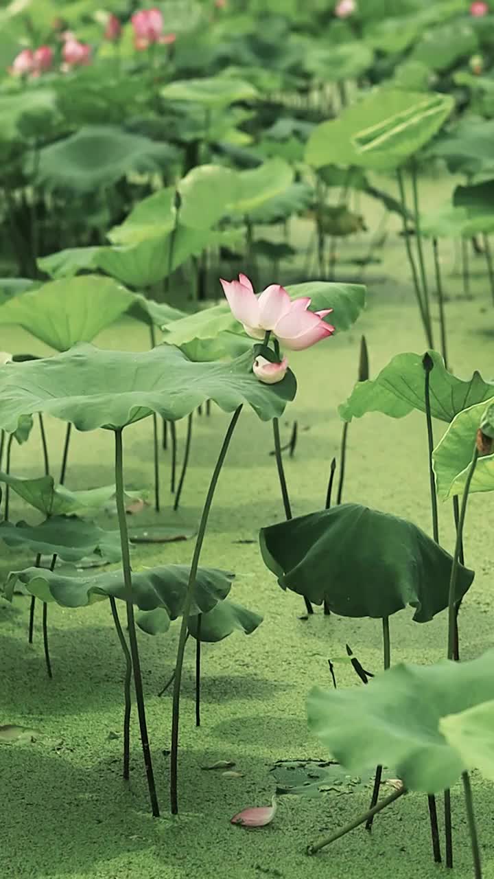 如诗如画的荷塘荷花荷叶姿态视频素材