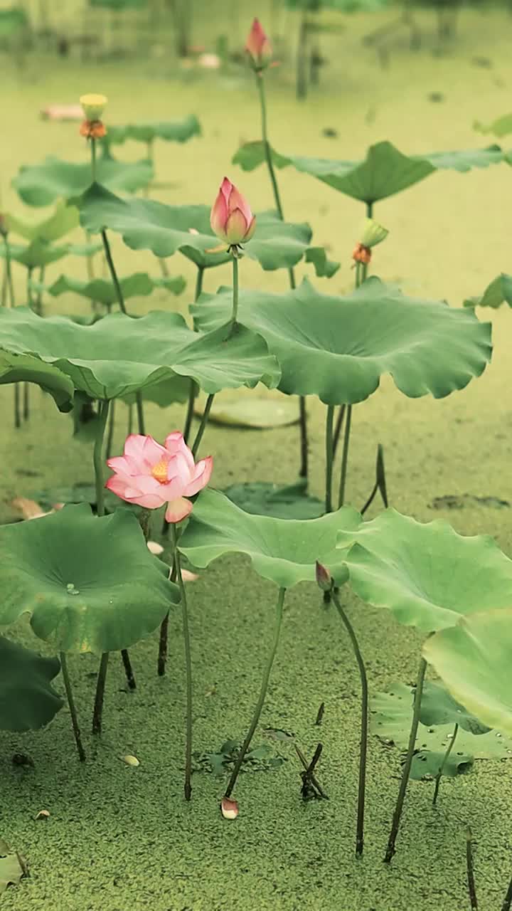 荷塘中的荷叶与荷叶犹如一幅美丽的画卷视频素材