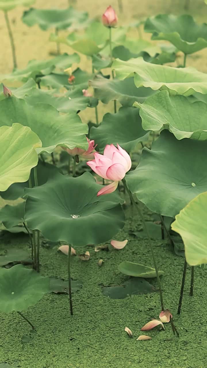 唯美诗意的荷花与荷叶的姿态视频素材