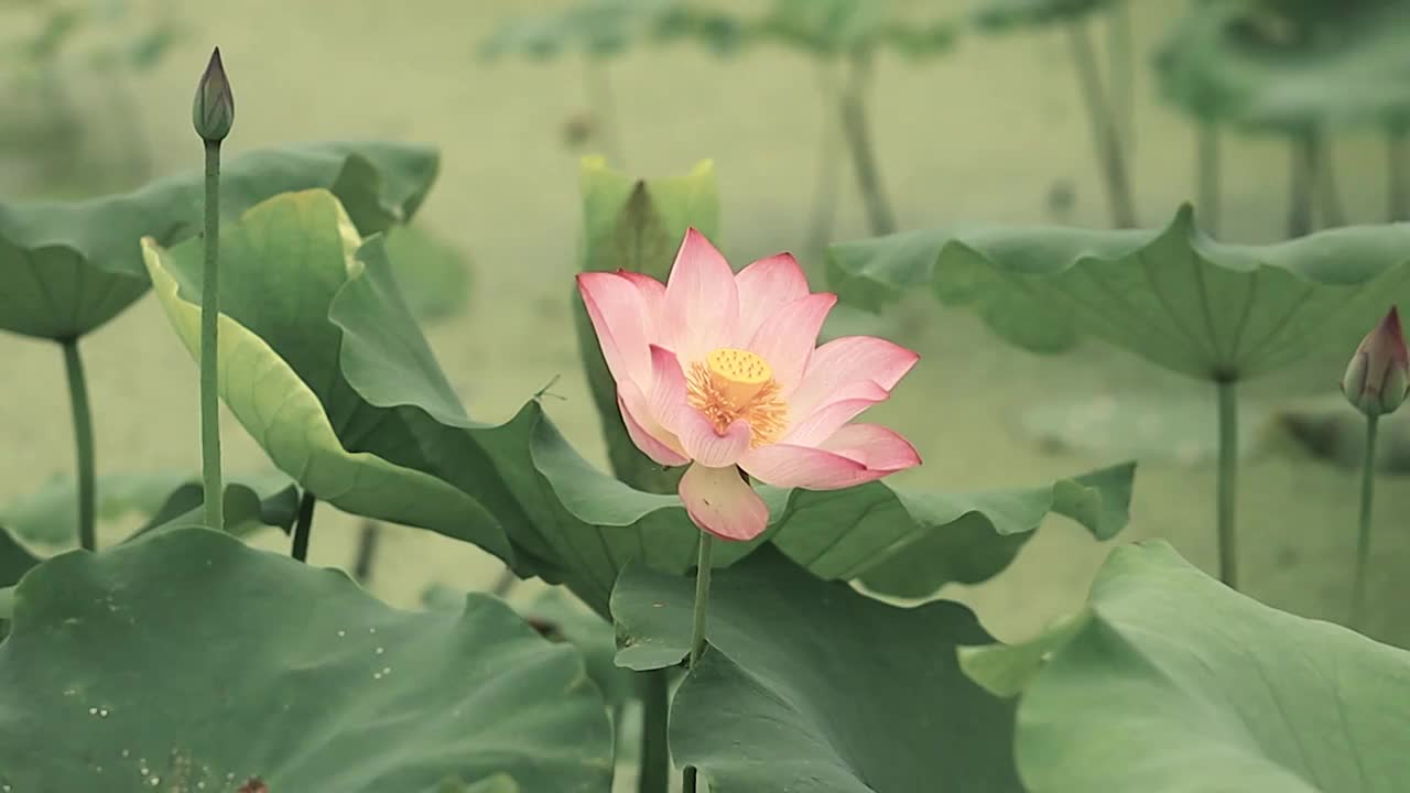 盛开的荷花与含苞预放的花苞，组成古风淡雅的画面视频素材