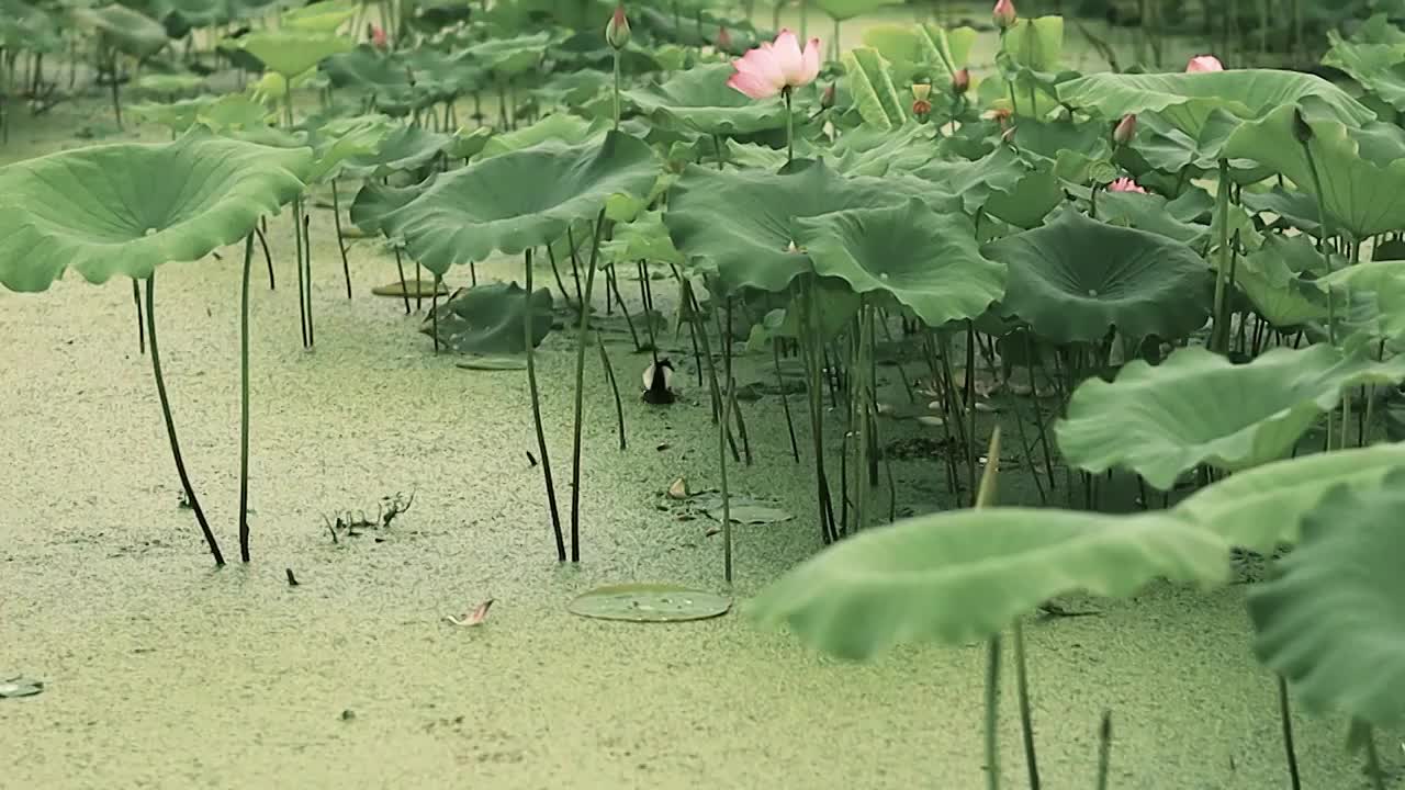 荷塘中的荷叶下野鸭正在游走寻找食物视频素材