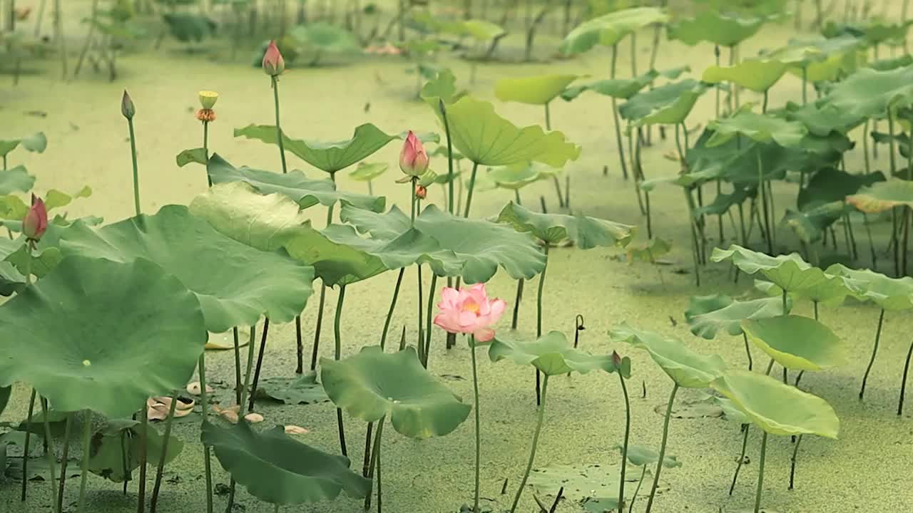 风中摇曳的荷花与荷叶组成的古风诗意感画卷视频素材