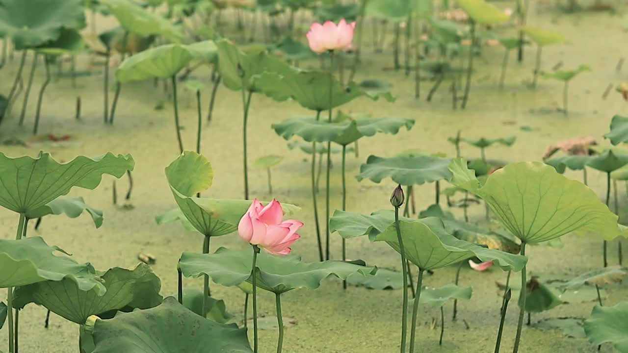 荷塘中高高低低错落的荷花与荷叶组成了唯美的意境视频素材