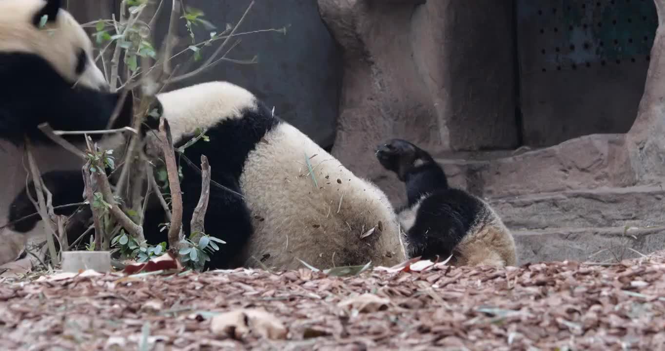 幼年大熊猫宝宝在玩耍打闹视频素材