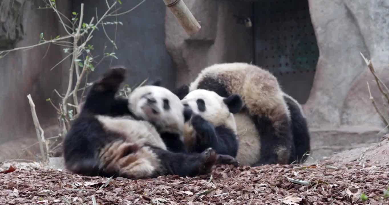 幼年大熊猫宝宝在玩耍打闹视频素材