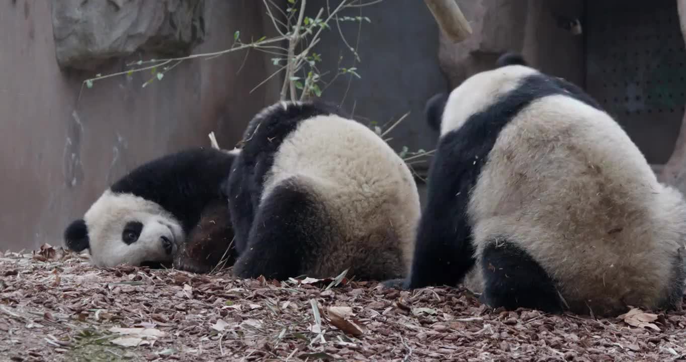 幼年大熊猫宝宝在玩耍打闹视频素材