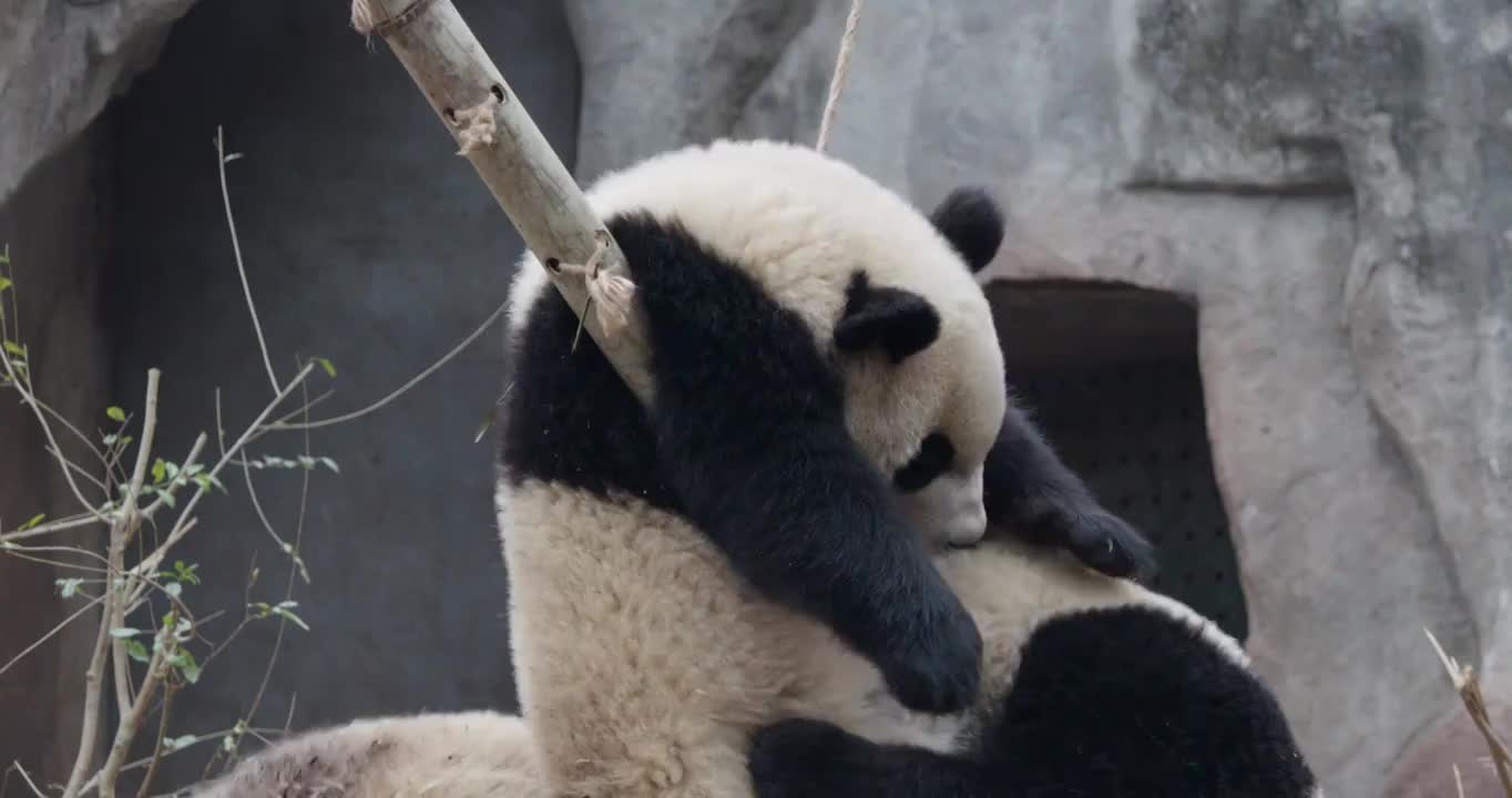 幼年大熊猫宝宝在玩耍打闹视频素材